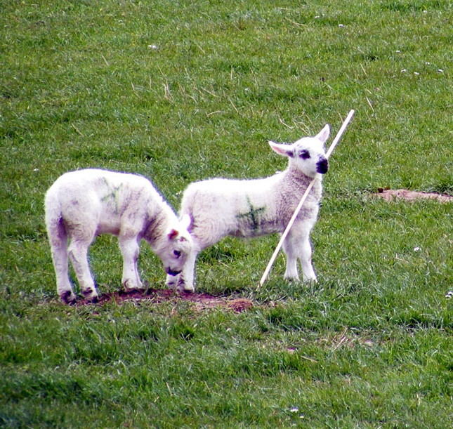 Placeholder 
                        sheep. From publicdomainpictures.net